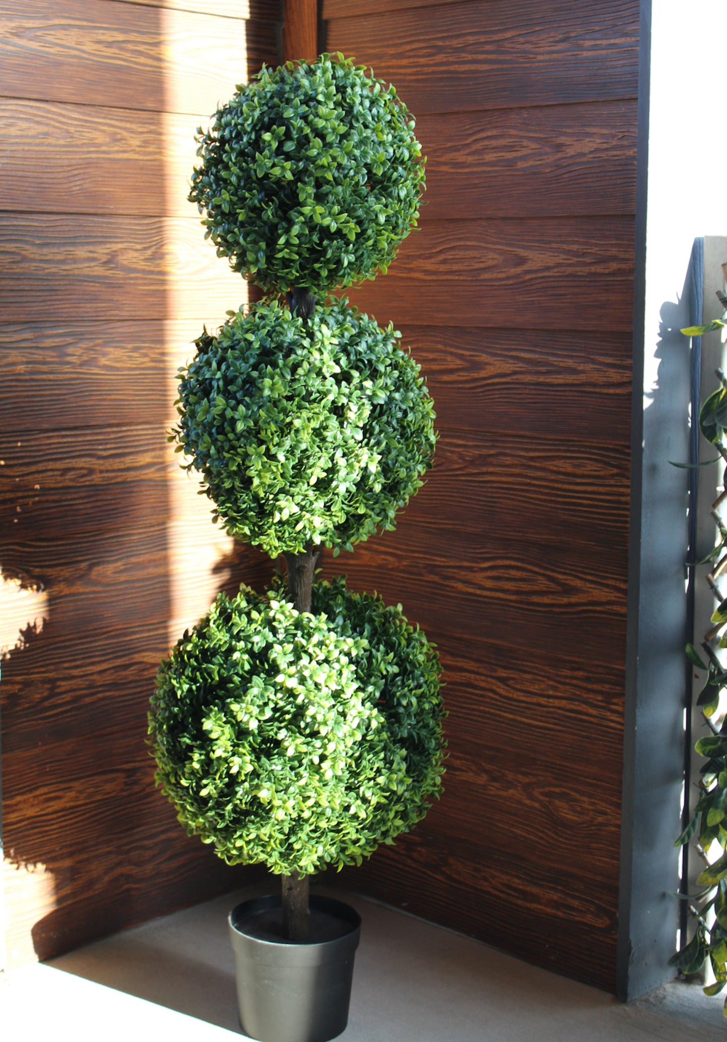 Boxwood Tree