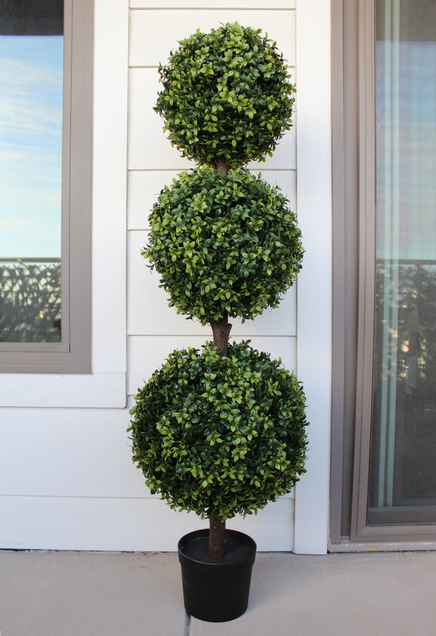 Boxwood Tree Outdoor