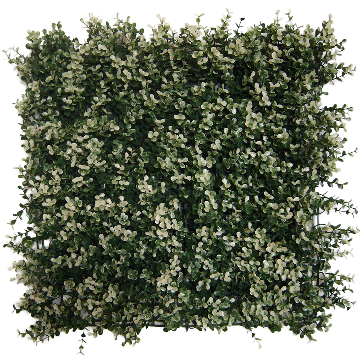 Myrtle