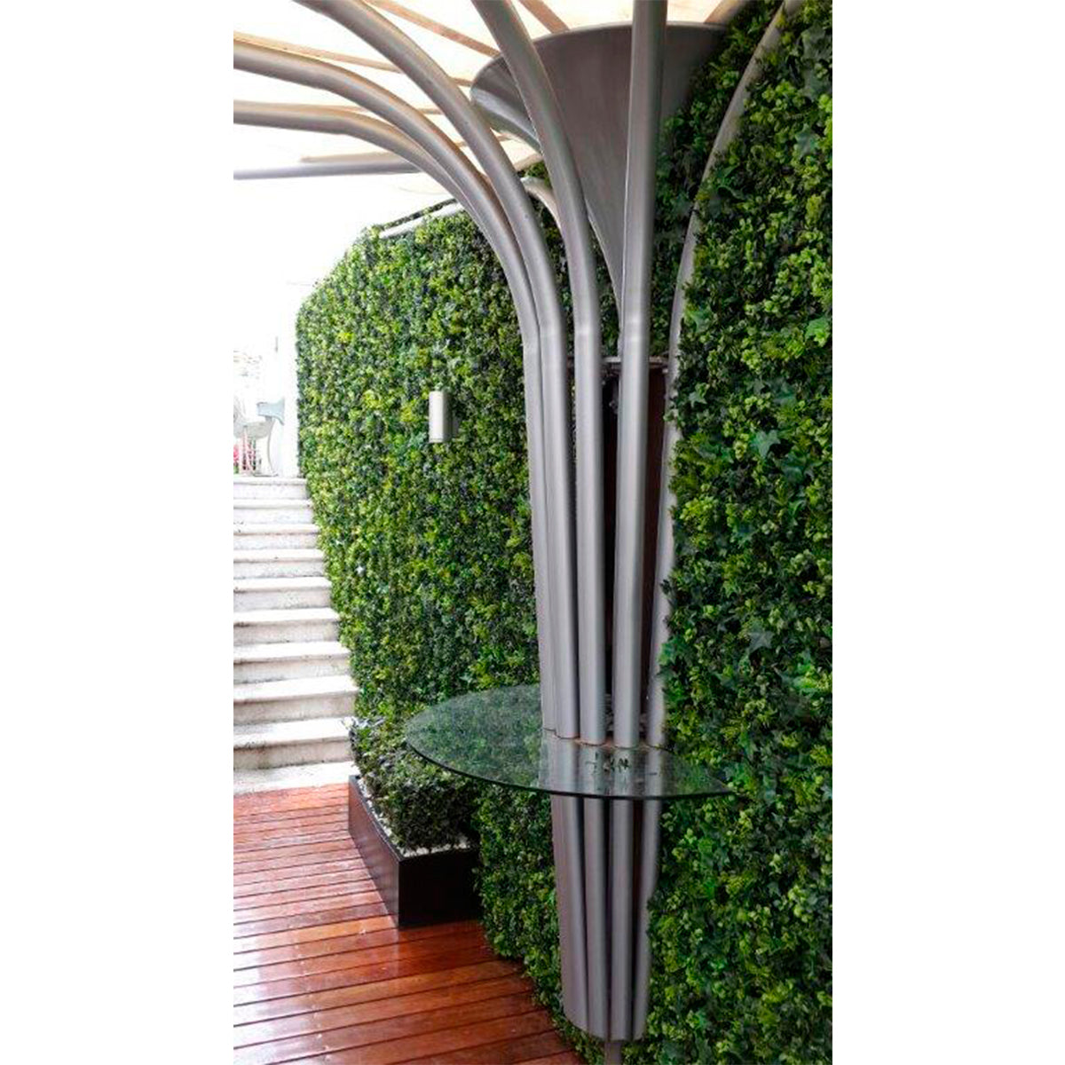 Boxwood Plant
