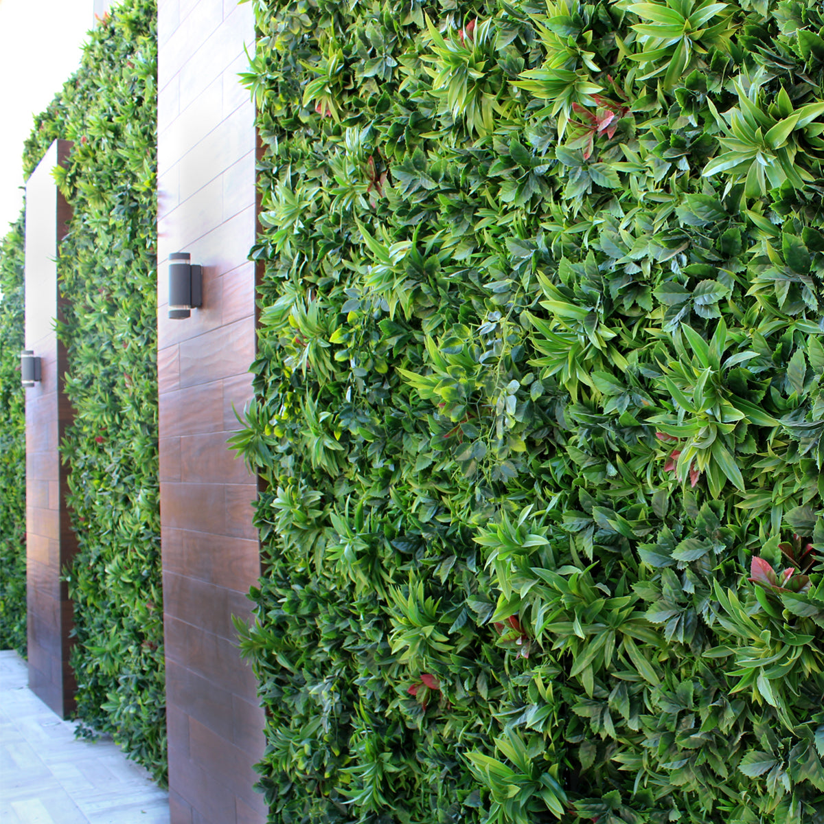 Ficus leaves