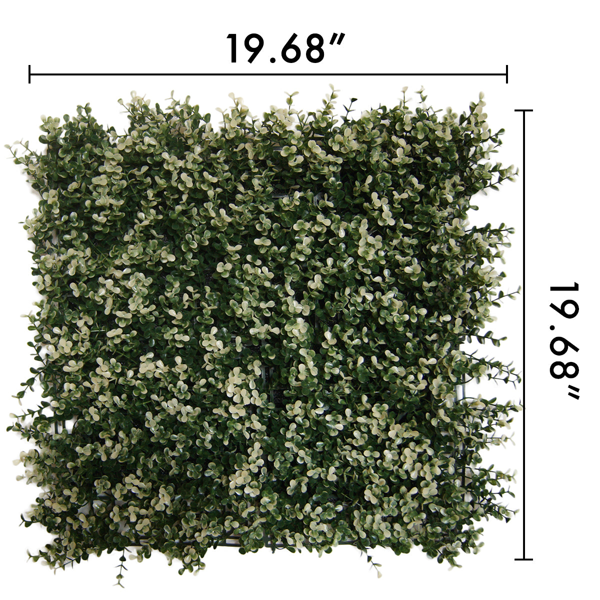 Myrtle