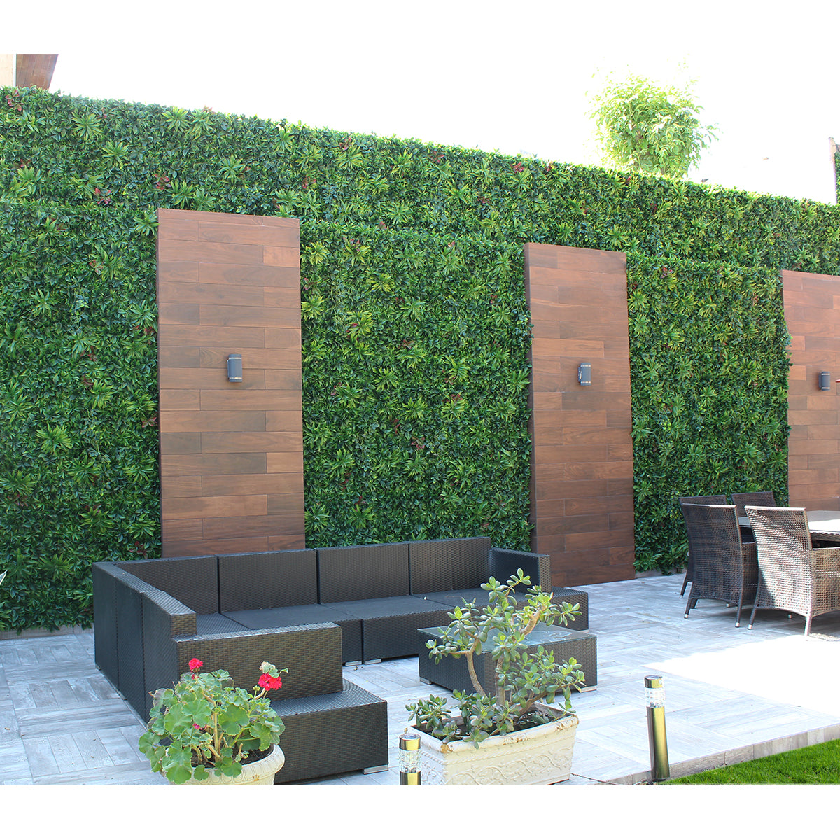 ficus ivy