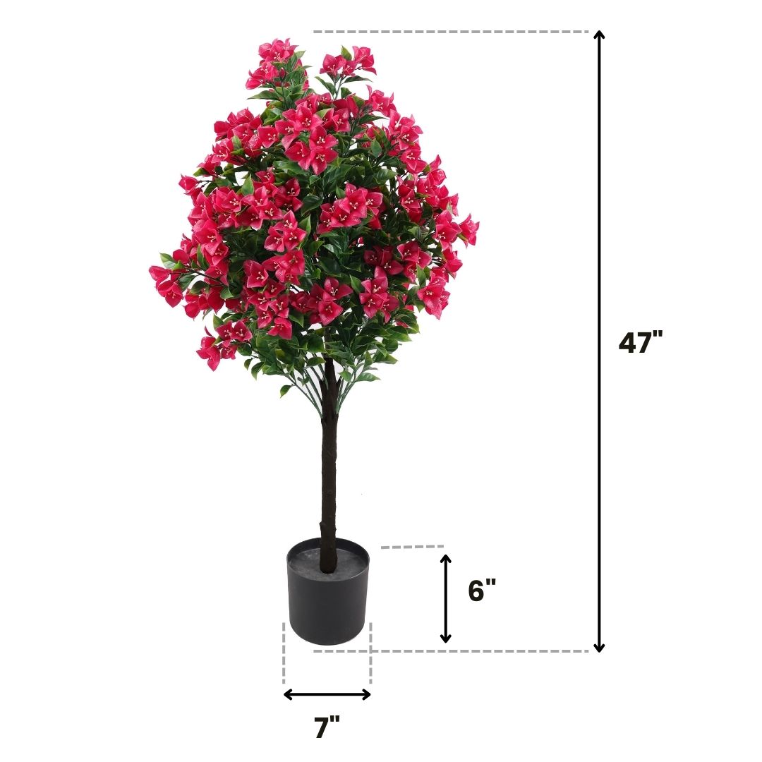 Bougainvillea plant weather resistant