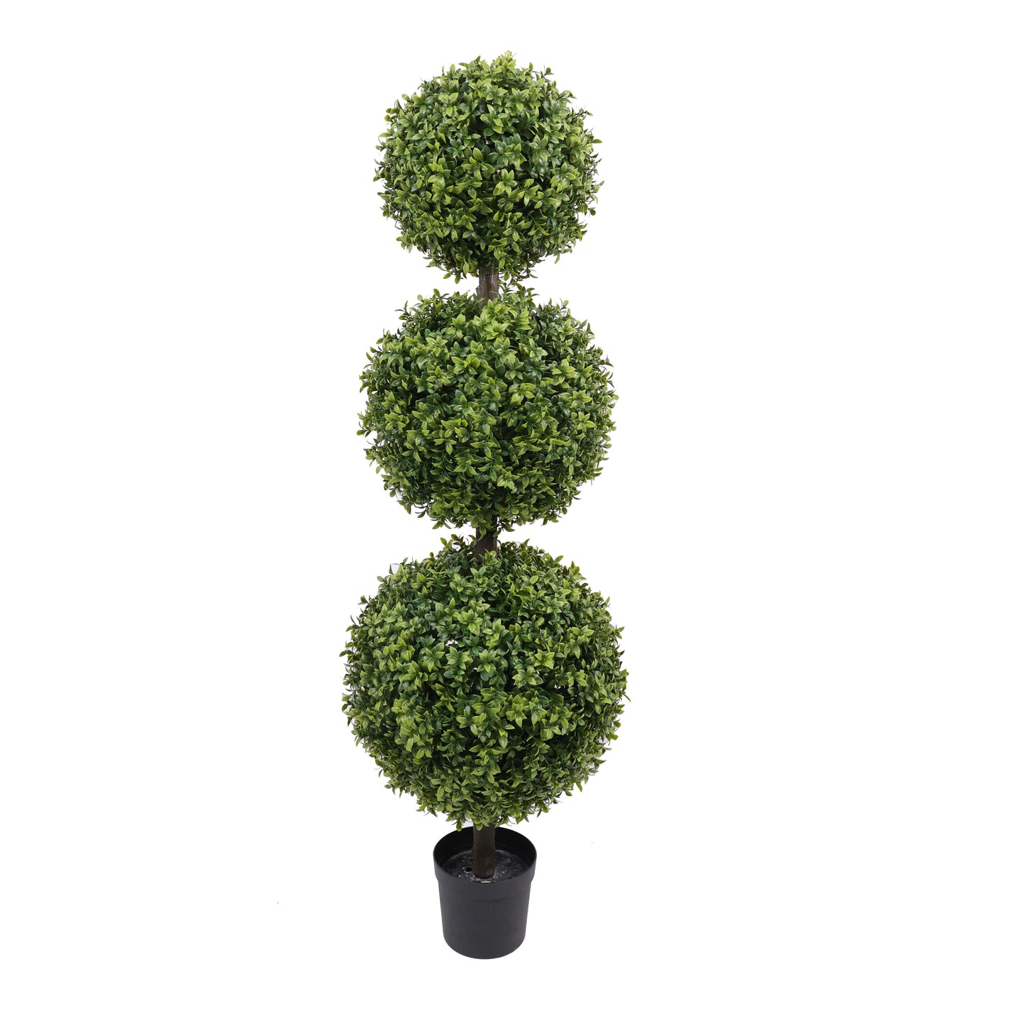 Boxwood Tree for Outdoor Decor