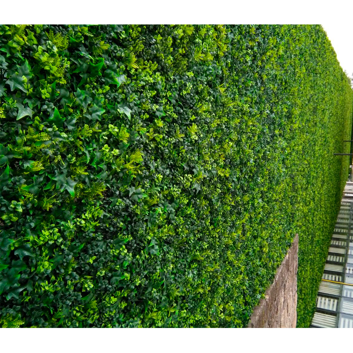 Decorative Plants Outdoor